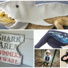 All Things Absurdly Shark (because Shark Week is Coming and Ridiculous is Awesome)