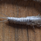 The Silent Intruders: How To Deal With Silverfish In Your Kitchen