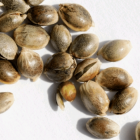 The Remarkable Benefits of Cannabis Seeds
