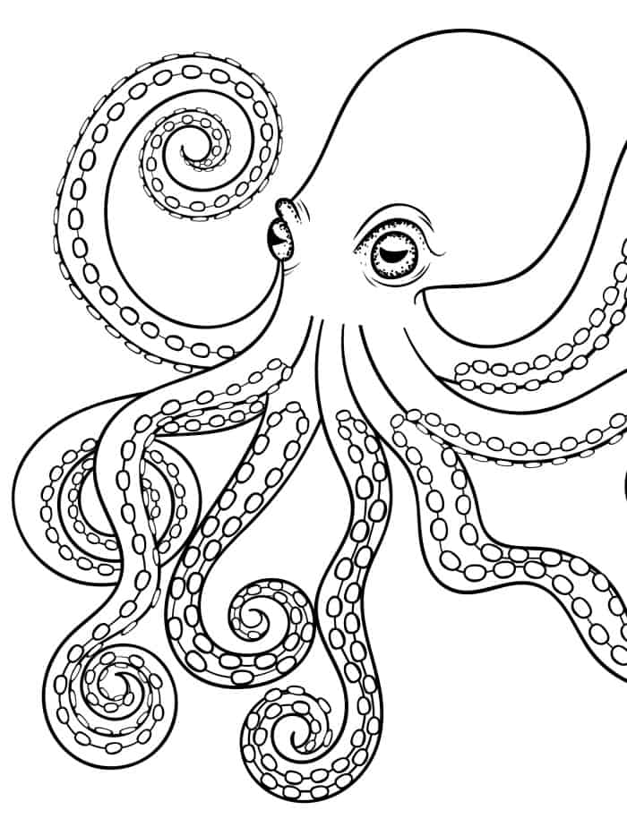 octopus adult coloring page for adults