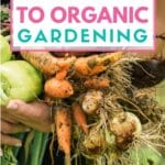 gardening organically with text which reads ultimate guide to organic gardening
