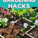 gardening in a small area with text which reads 13 small space gardening hacks