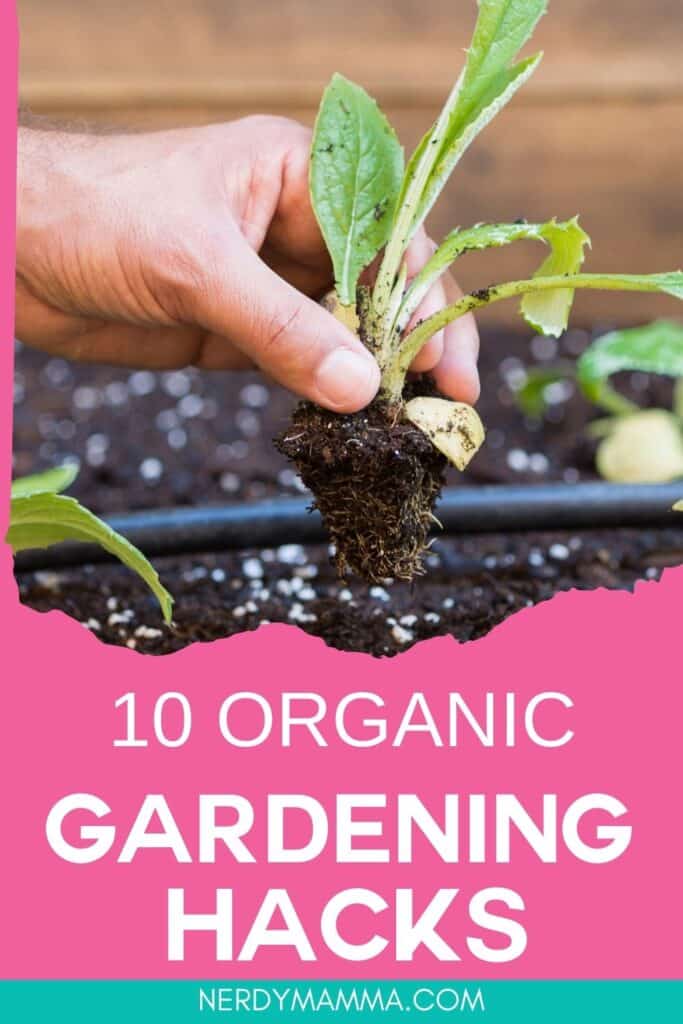 organic gardening for beginners with text which reads 10 organic gardening hacks