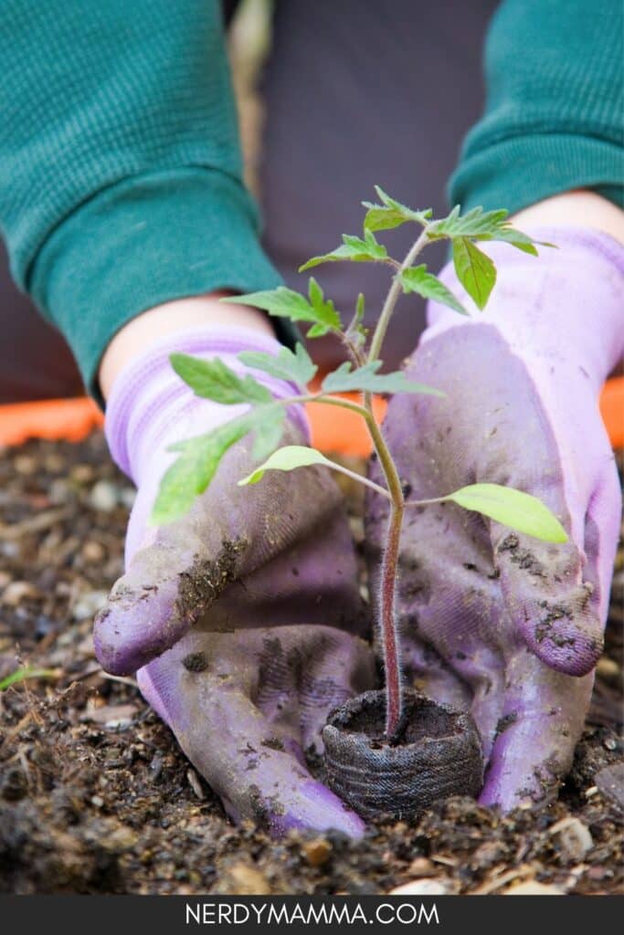 hands planting a seedling