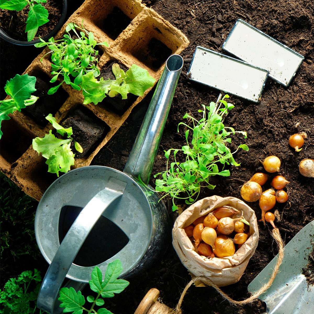 gardening hacks for beginners