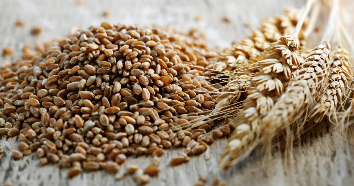 Closeup on pile of organic whole grain wheat kernnels