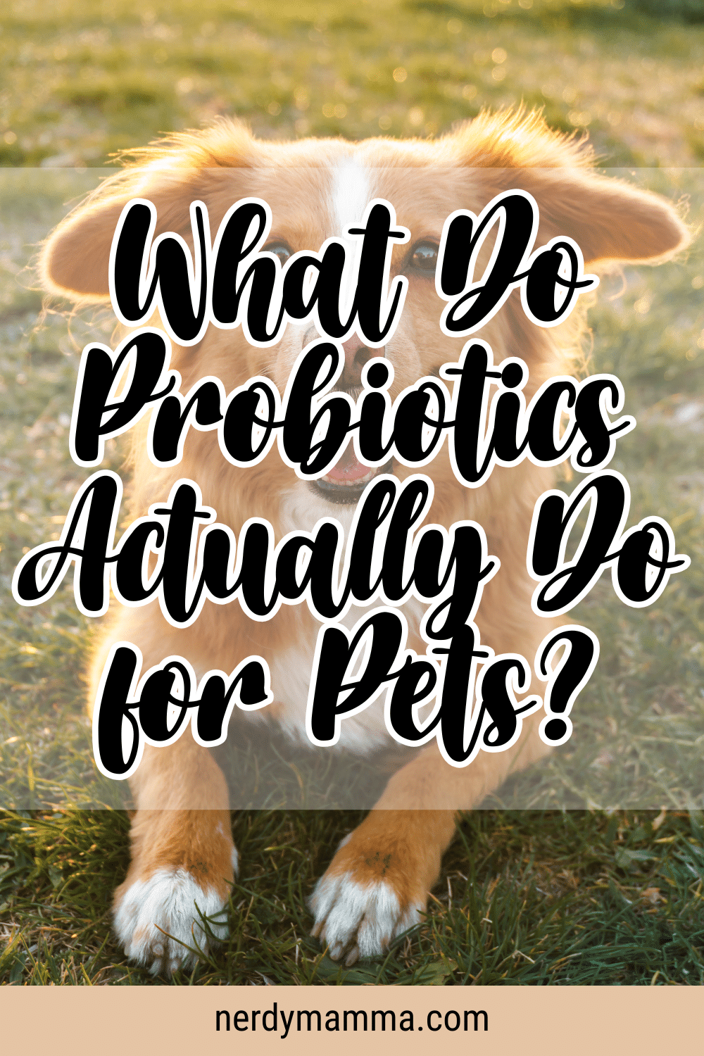 Stunning Probiotics And Pet Nutrition Research image