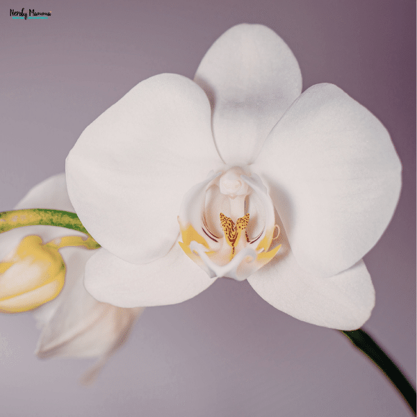 Lifelike white orchid used in home decor to create a soft, natural look indoors.