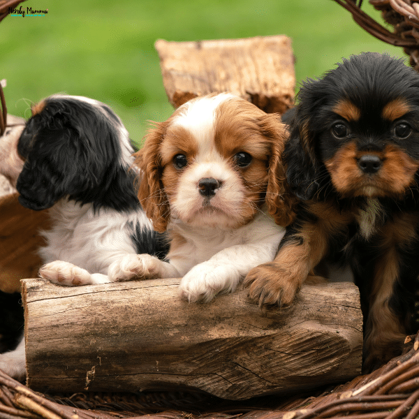 Three Cavalier King Charles Spaniel puppies sitting together outdoors, highlighting a gentle and family-friendly dog breed suitable for households with young children.