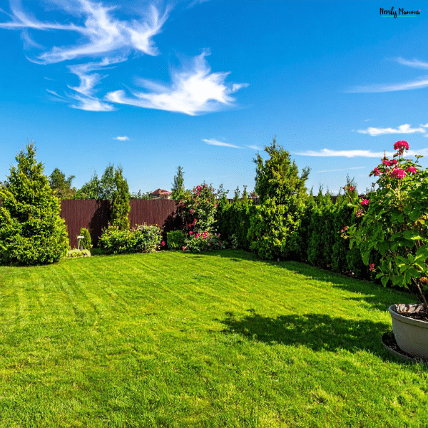Gently sloped backyard with a large grassy area, landscaped borders, and evergreen shrubs designed to maximize usable outdoor space.