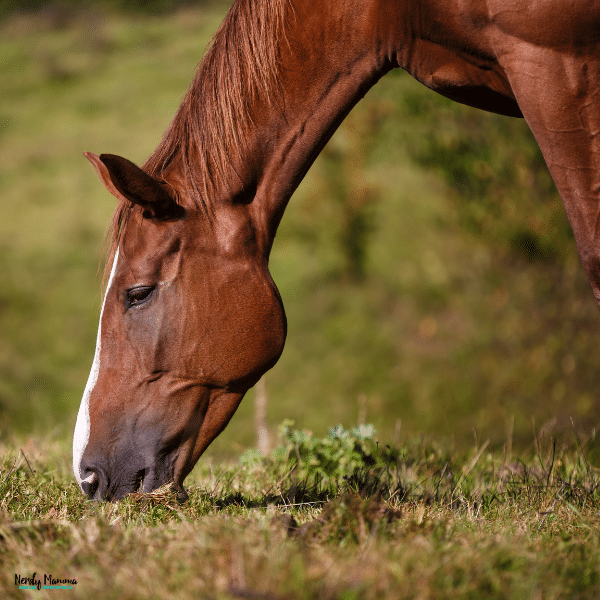 Horse grazing in a pasture, illustrating the importance of balanced equine nutrition for maintaining health and body condition.