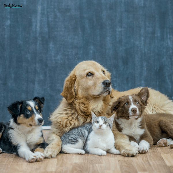 Group of dogs and a kitten resting together indoors, representing pet behavior, companionship, and adjustment during household changes.