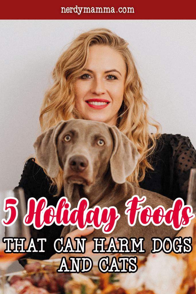 Dog sitting beside its owner at a holiday table, illustrating the need to keep dangerous holiday foods away from pets.