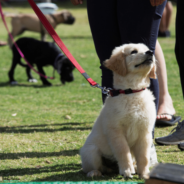 Golden Retriever puppy sitting calmly on a leash during an outdoor dog training class focused on early obedience and socialization.