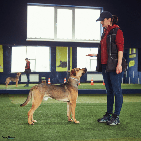 Professional dog trainer teaching a large dog to respond to hand signals during an indoor obedience training session.