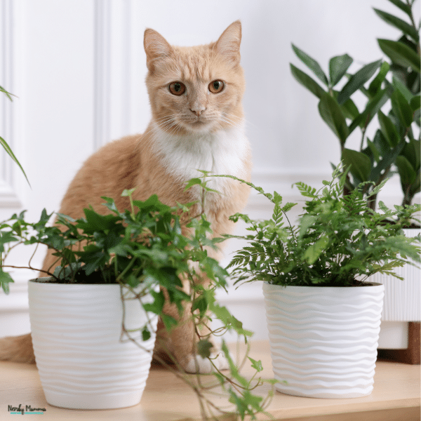 An orange-and-white cat sits closely between two houseplants in white pots.