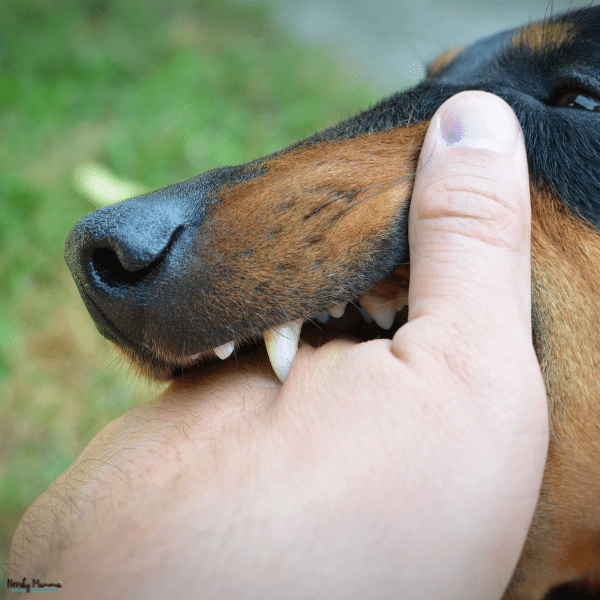 Close-up of a dog biting a person’s hand, showing the type of incident that may require medical care and legal support.