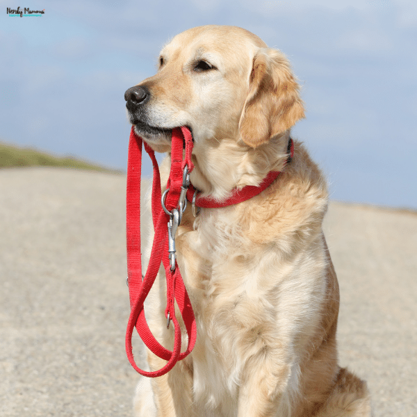 A golden retriever holds a red leash in its mouth, illustrating everyday walking gear for a discussion of Biothane leashes.