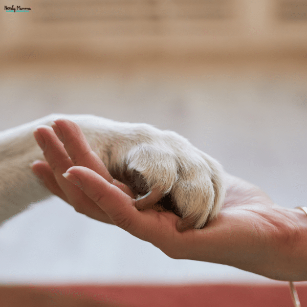 A cream-colored dog rests its paw in a person’s hand, illustrating care supported by pet insurance.